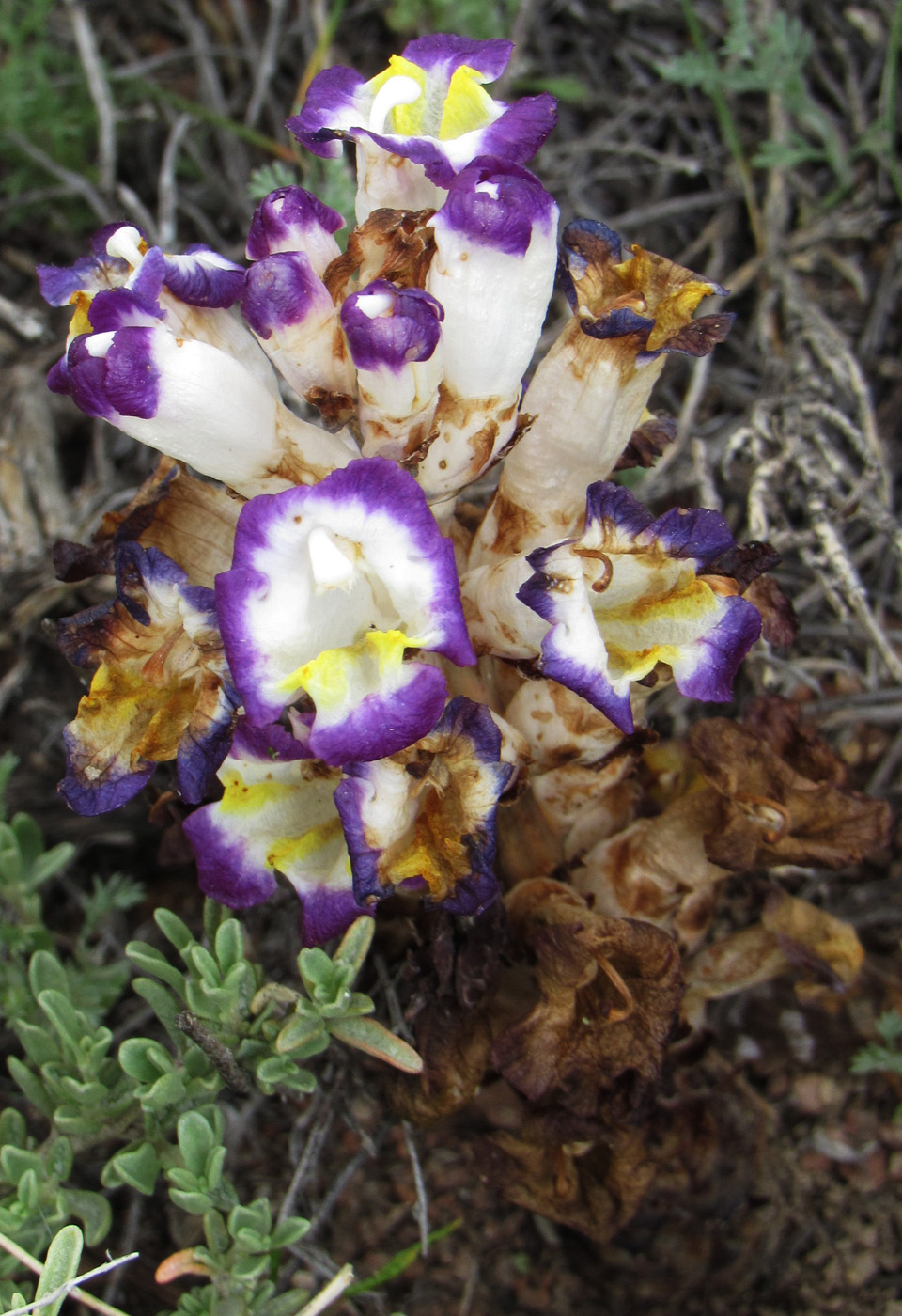 Image of Cistanche salsa specimen.