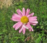 Pyrethrum coccineum