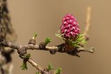 Larix sibirica. Часть ветви с молодой женской шишкой и распускающимися пучками хвои. Нижегородская обл., Кстовский р-н, окр. г. Кстово, участок леса. 28.04.2019.