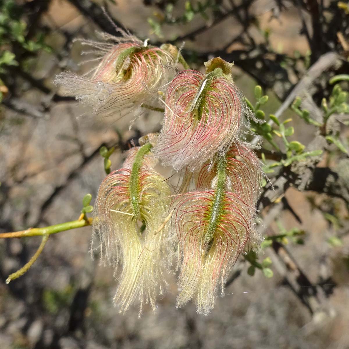 Image of Adesmia microphylla specimen.