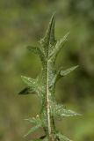 Cirsium vulgare