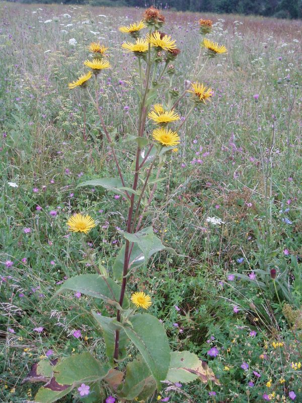 Изображение особи Inula helenium.