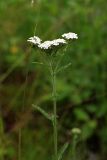 Achillea millefolium