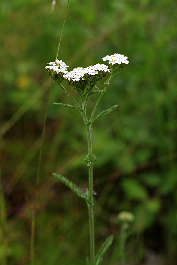 Image of Achillea millefolium specimen.