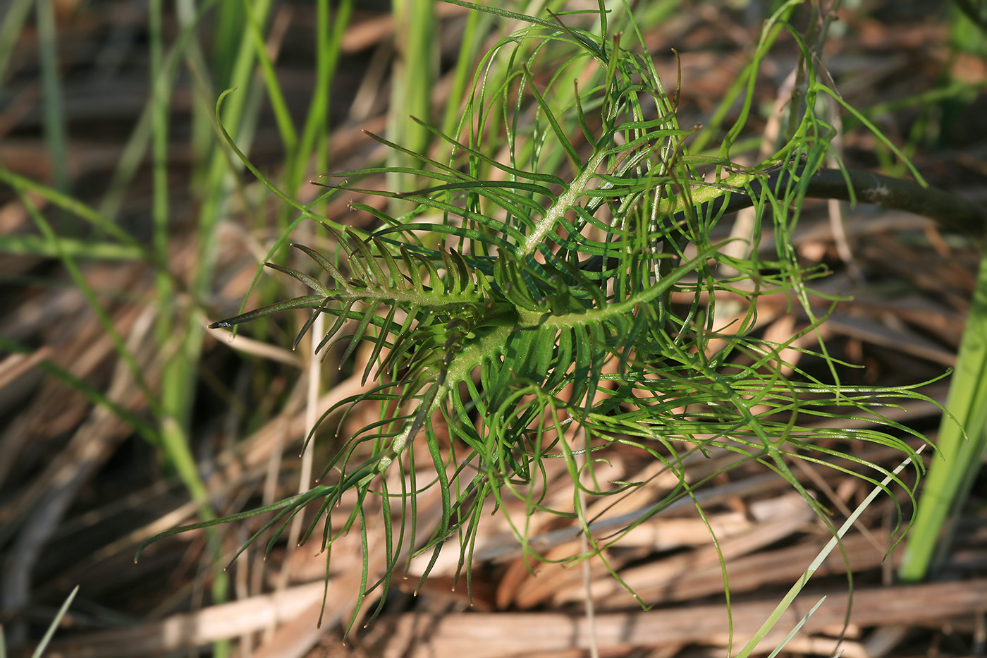 Image of Rorippa amphibia specimen.