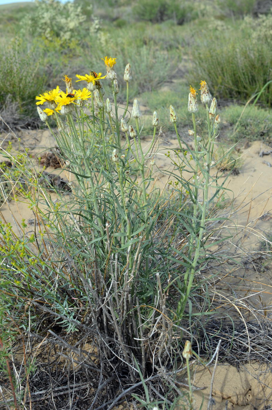 Image of Scorzonera ensifolia specimen.