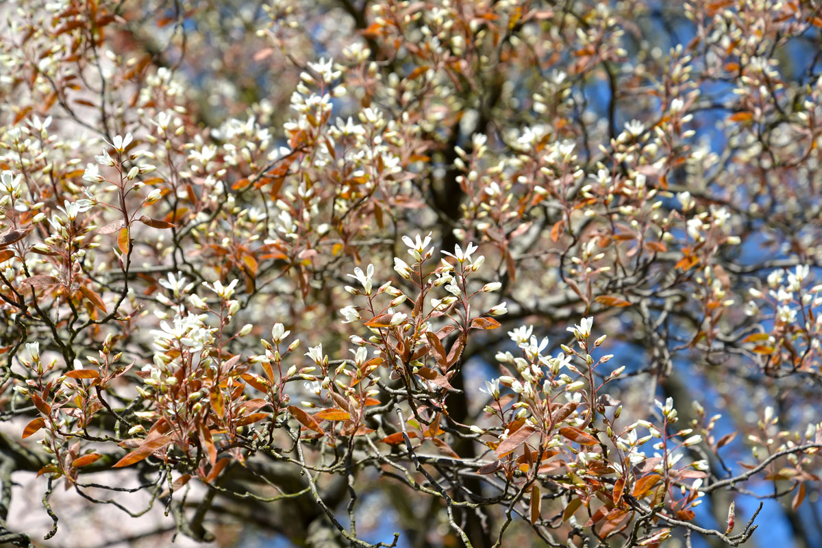 Image of genus Amelanchier specimen.