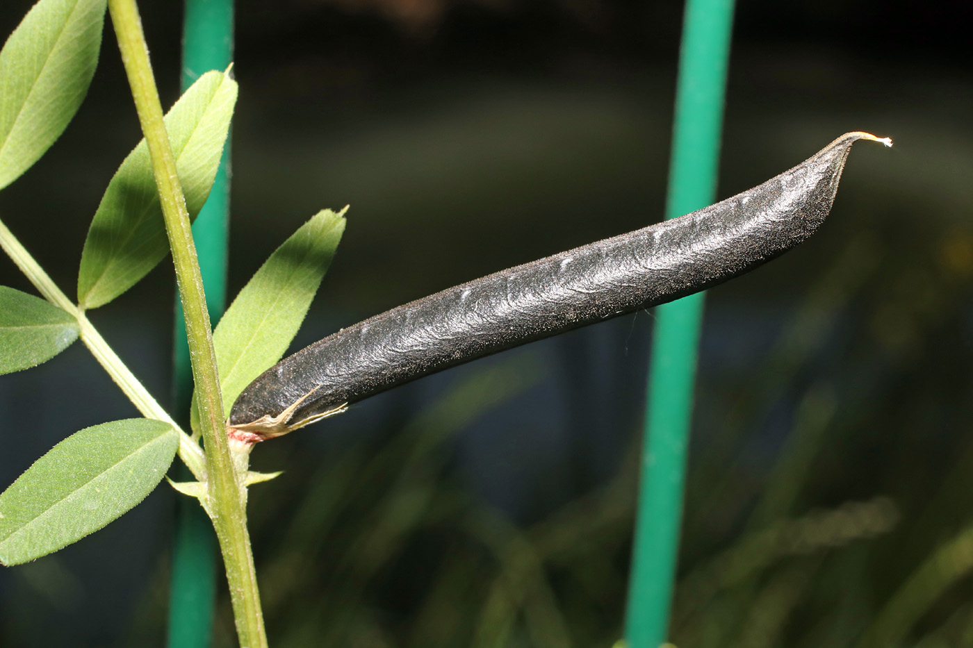 Изображение особи Vicia angustifolia.