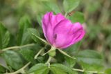 genus Rosa. Цветок с кормящимся насекомым. Калужская обл., Боровский р-н, окр. дер. Сатино, край грунтовой дороги между старым заброшенным яблоневым садом и лесом. 3 июля 2020 г.