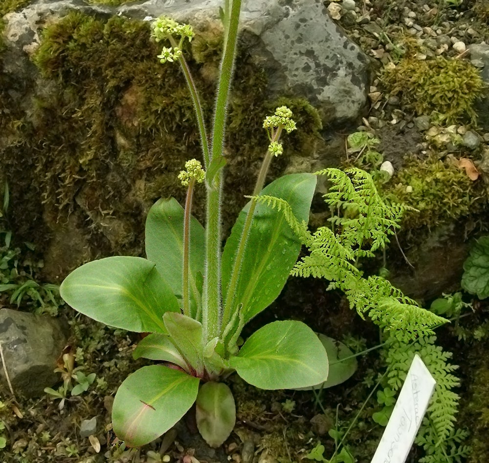 Image of Micranthes pensylvanica specimen.