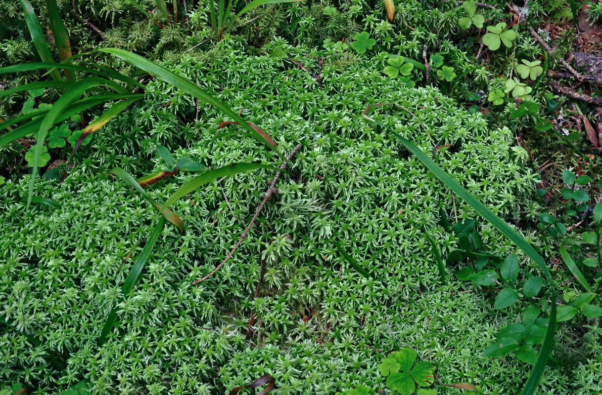 Изображение особи Sphagnum girgensohnii.