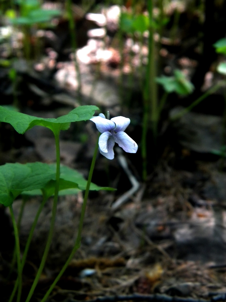 Image of Viola brachyceras specimen.