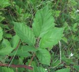 Rubus sanctus