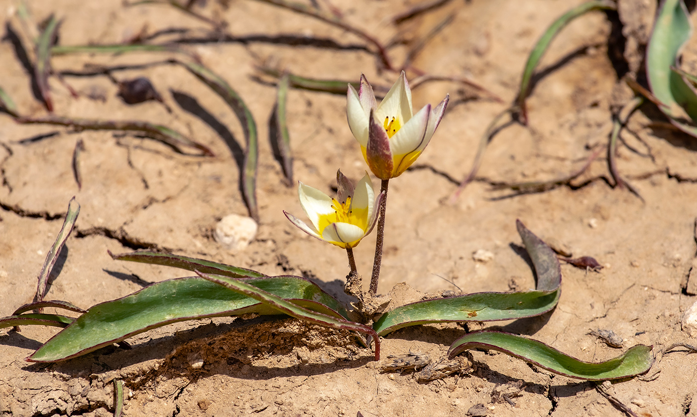 Изображение особи Tulipa turkestanica.