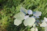 Populus alba