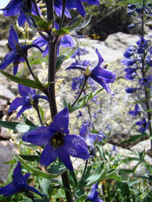 Изображение особи Delphinium flexuosum.