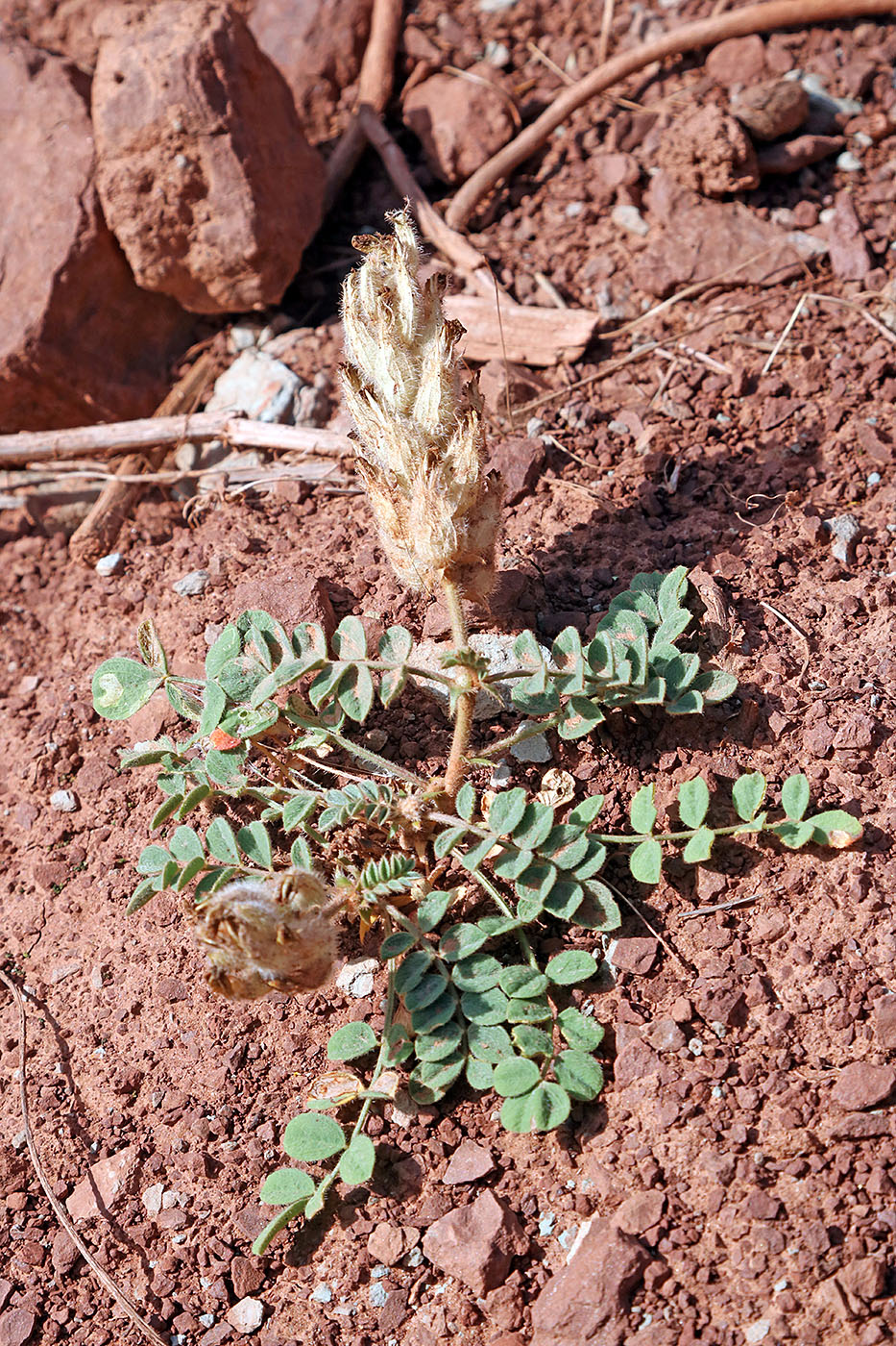 Изображение особи Astragalus rumpens.