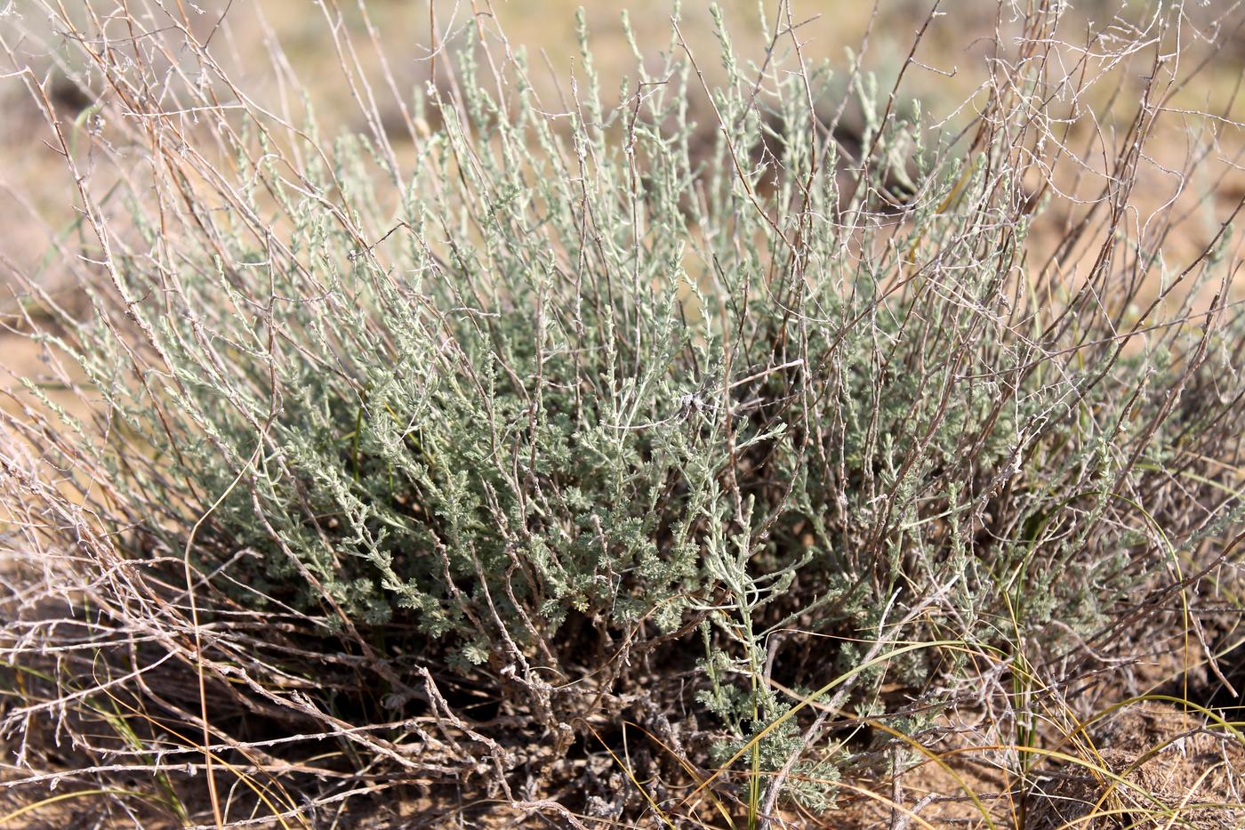 Image of Artemisia terrae-albae specimen.