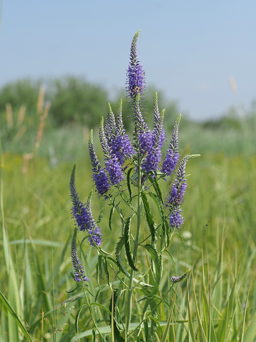 Image of Veronica longifolia specimen.