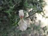 Stachys fruticulosa