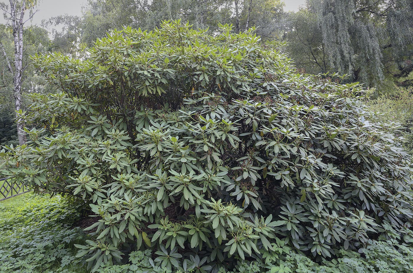 Изображение особи Rhododendron maximum.