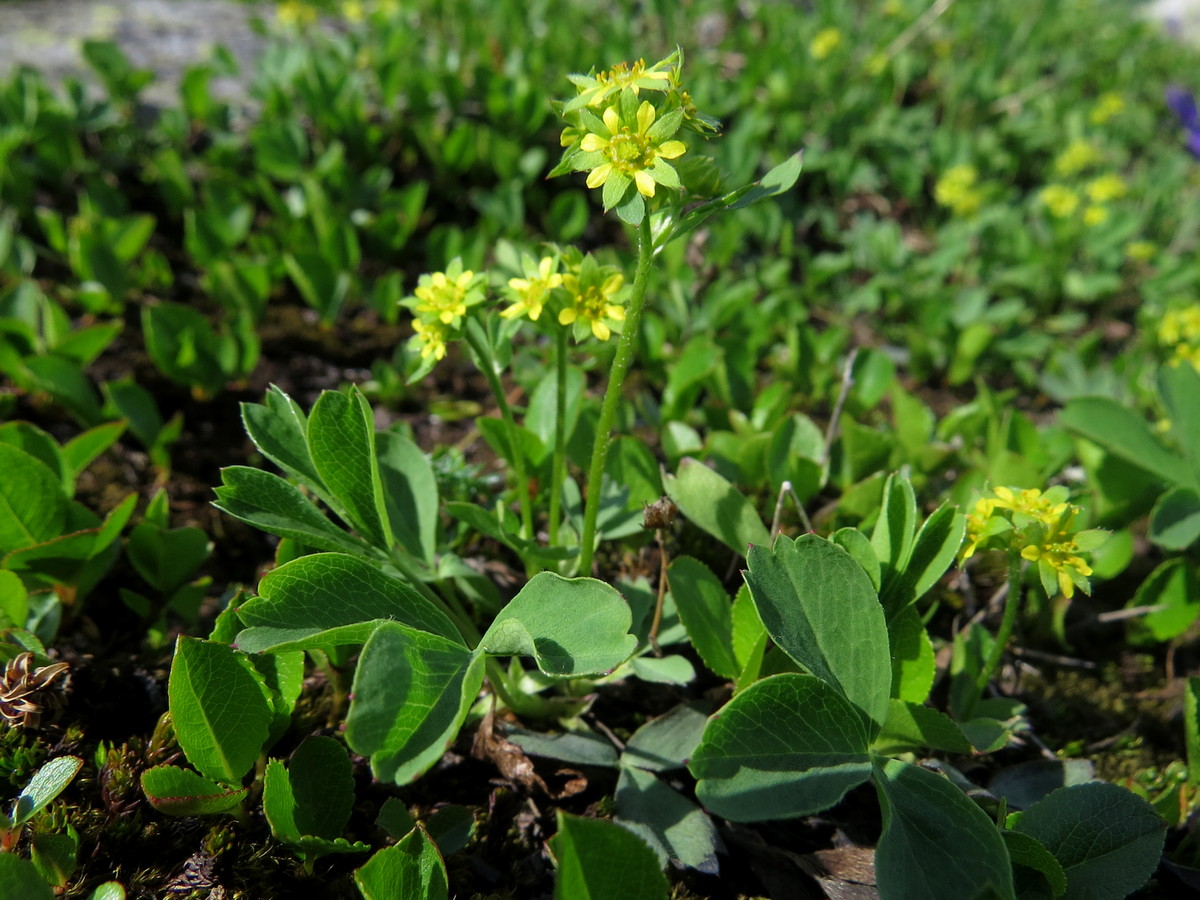 Image of Sibbaldia procumbens specimen.