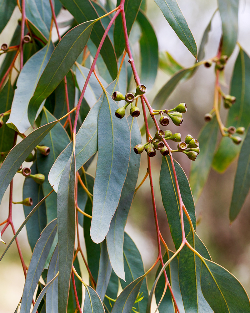 Изображение особи род Eucalyptus.