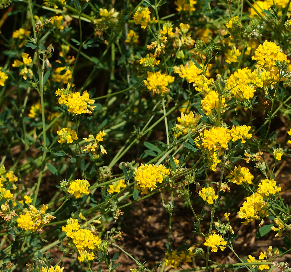 Image of Medicago falcata specimen.