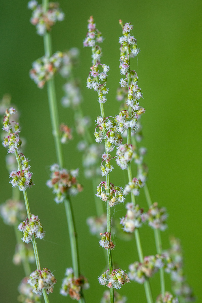 Изображение особи род Rumex.