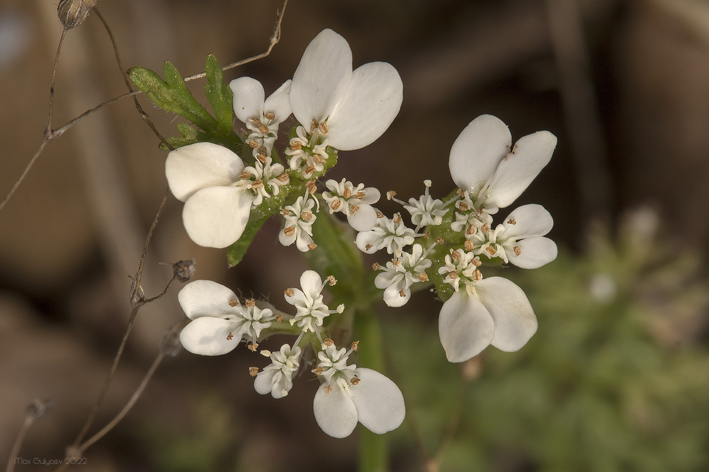 Изображение особи Orlaya daucoides.