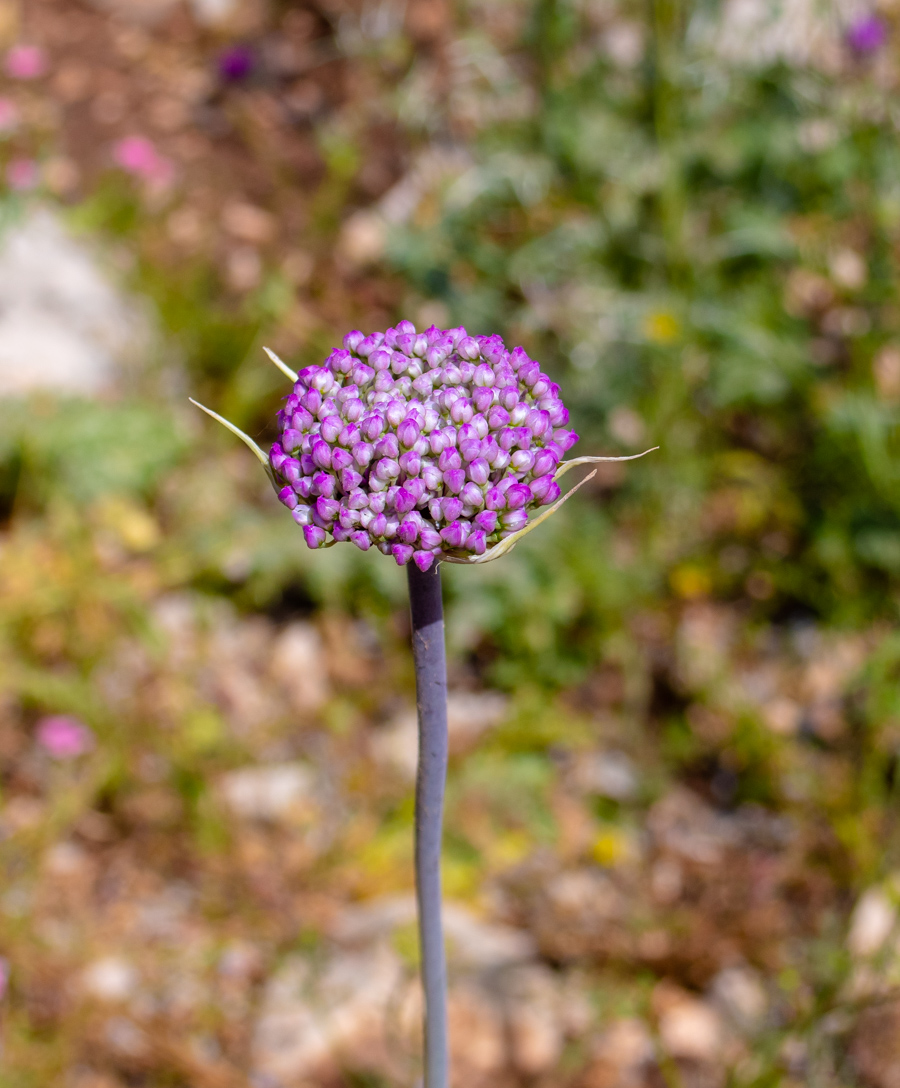 Изображение особи Allium carmeli.