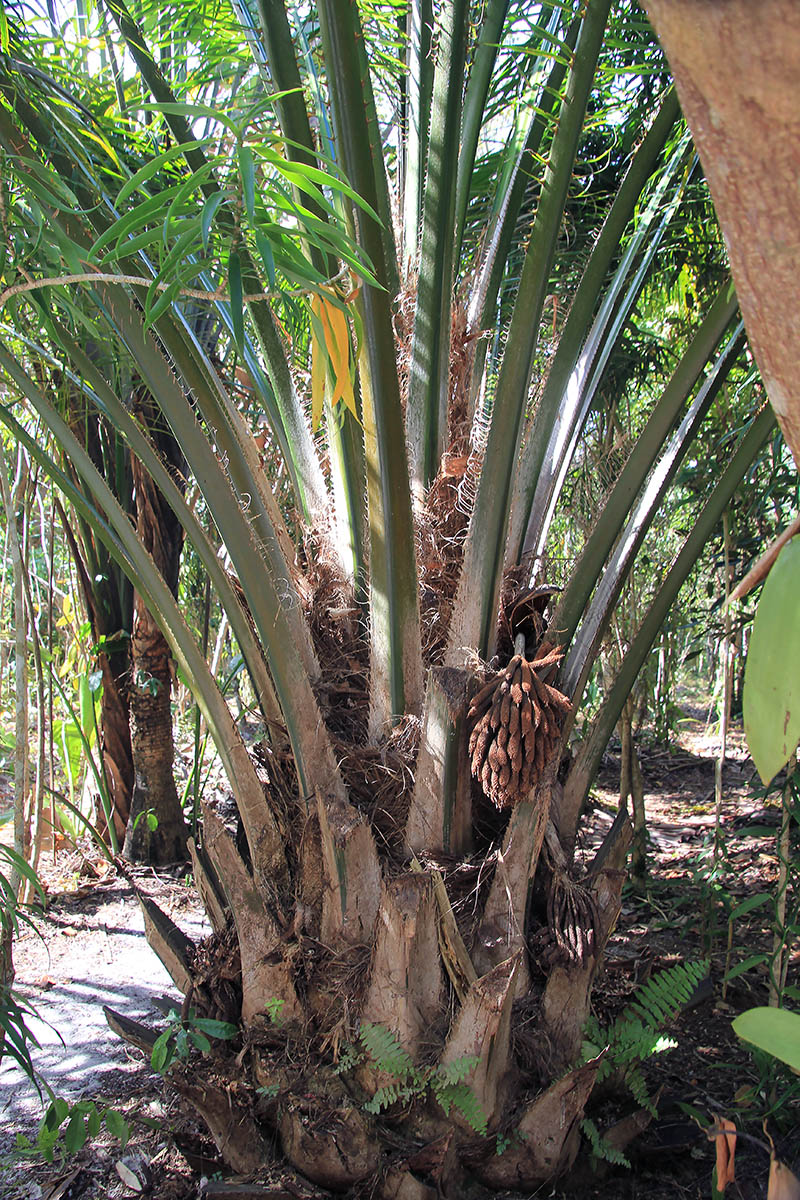 Image of familia Arecaceae specimen.