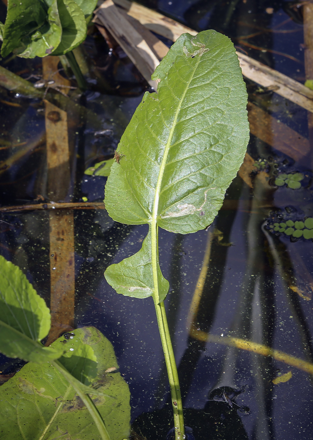 Image of Rorippa amphibia specimen.