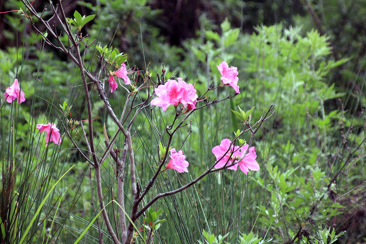 Изображение особи род Rhododendron.