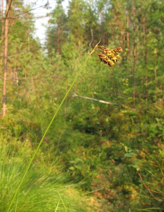 Image of Carex paupercula specimen.