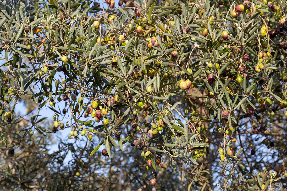 Image of Olea europaea specimen.