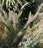 Pennisetum setaceum