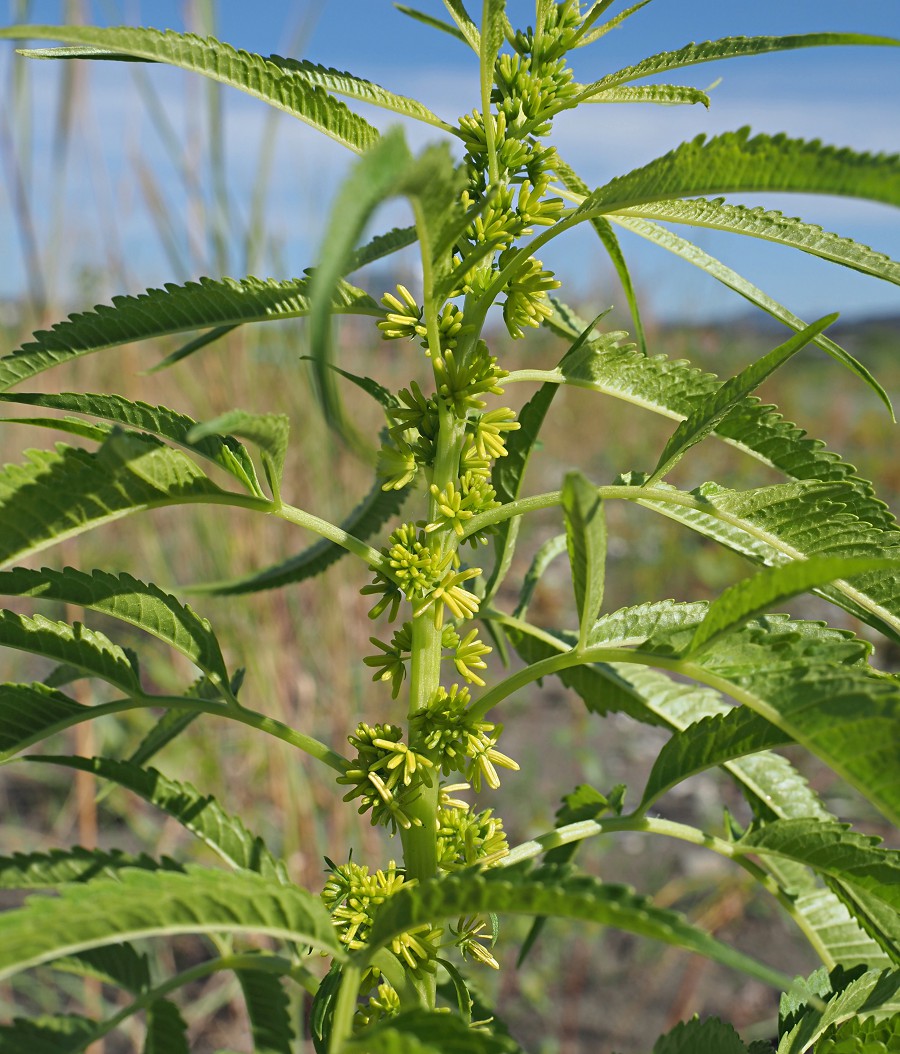 Image of Datisca cannabina specimen.