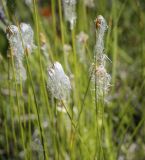 Trichophorum alpinum. Верхушки плодоносящих побегов. Пермский край, Краснокамский р-н, сосново-пушицево-кустарничково-сфагновое болото. 10.07.2022.