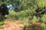 Pinus wallichiana. Ветвь. Южный берег Крыма, окр. г. Ялта, Никитский ботанический сад, пар Монтедор, в культуре. 19 августа 2019 г.