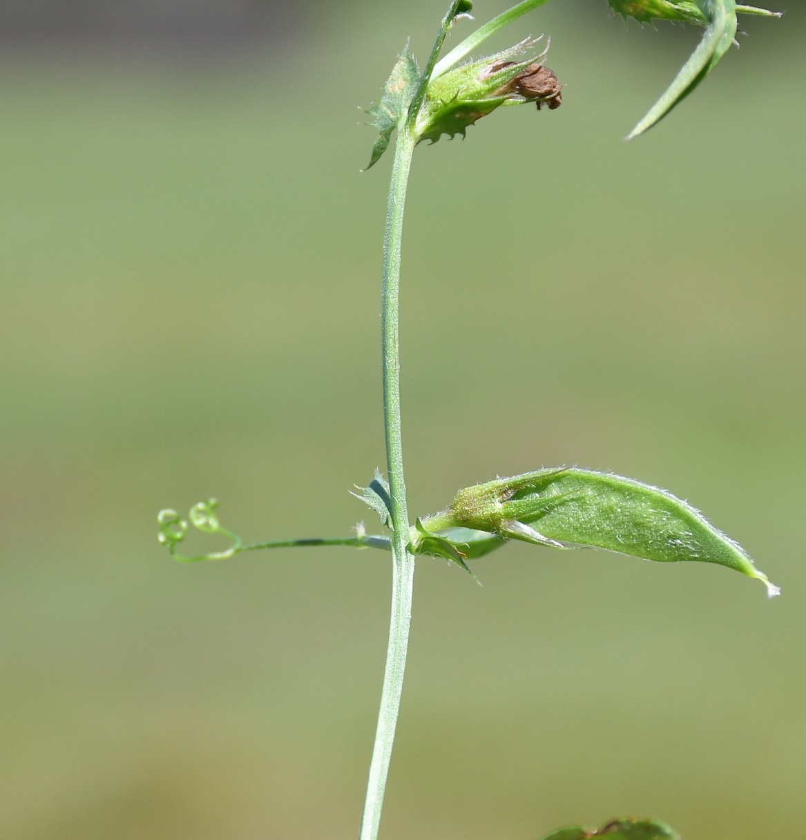 Изображение особи Vicia bithynica.