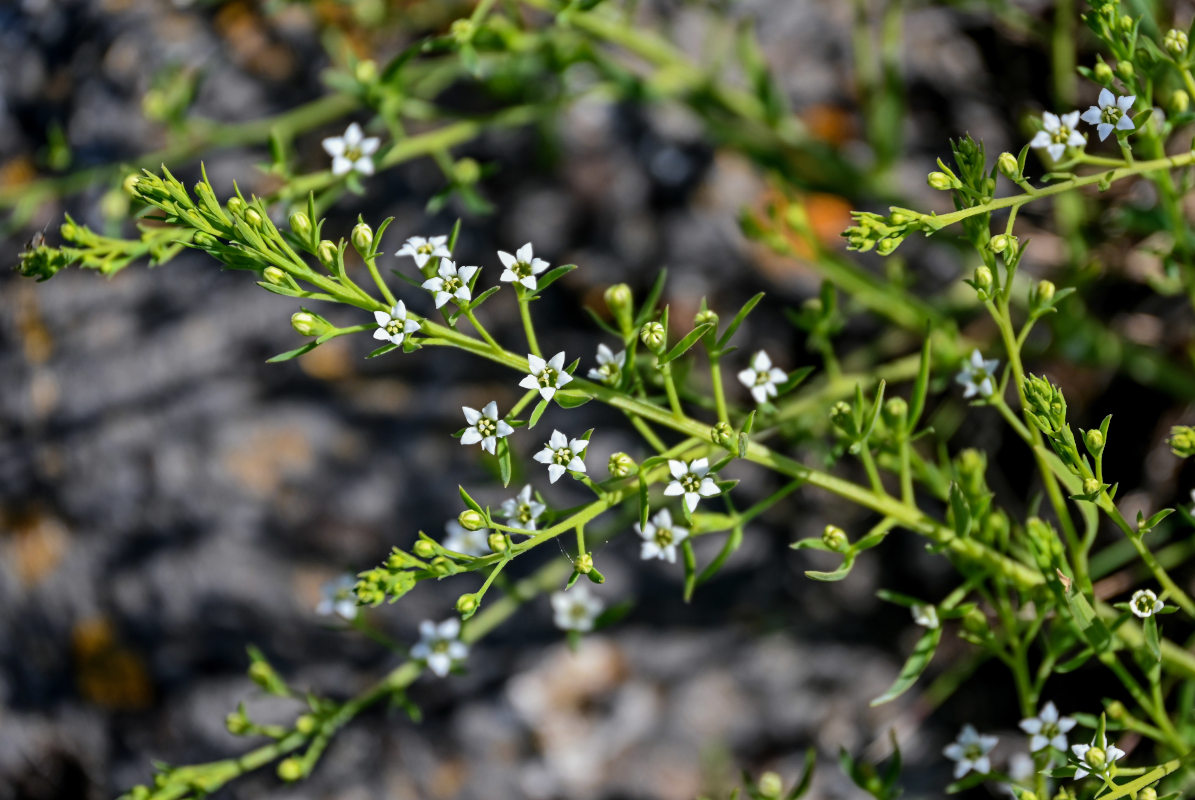 Image of genus Thesium specimen.