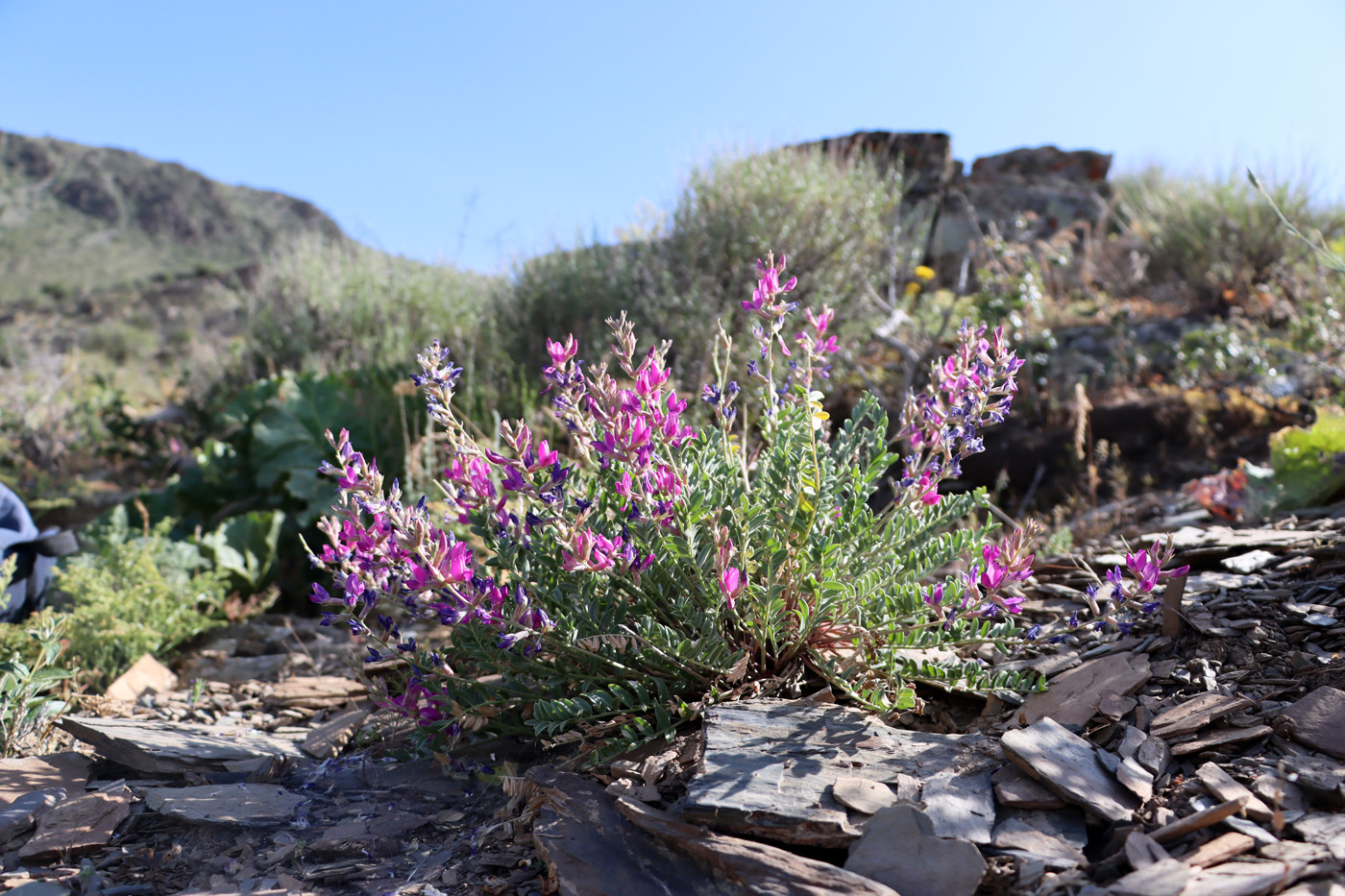 Изображение особи Oxytropis pseudorosea.