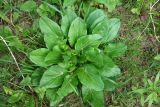 Смотреть изображение Eryngium planum