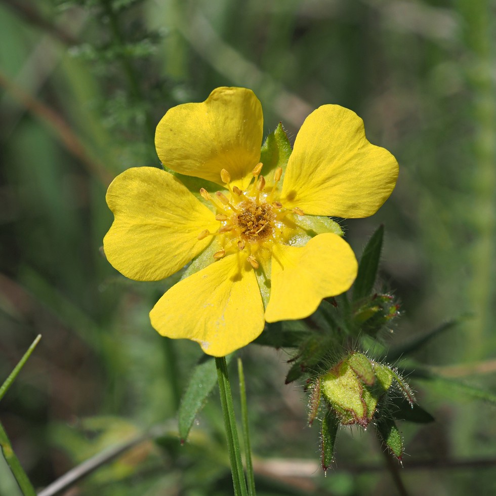 Image of Potentilla humifusa specimen.