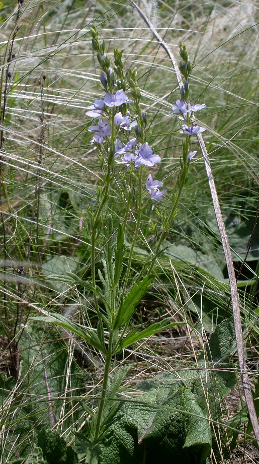 Image of Veronica jacquinii specimen.