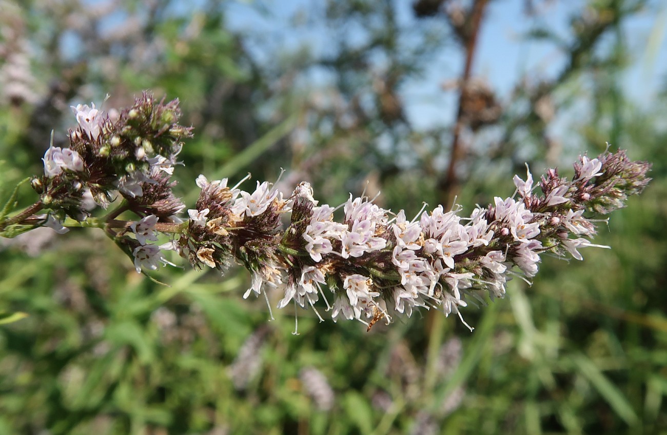 Image of Mentha spicata specimen.