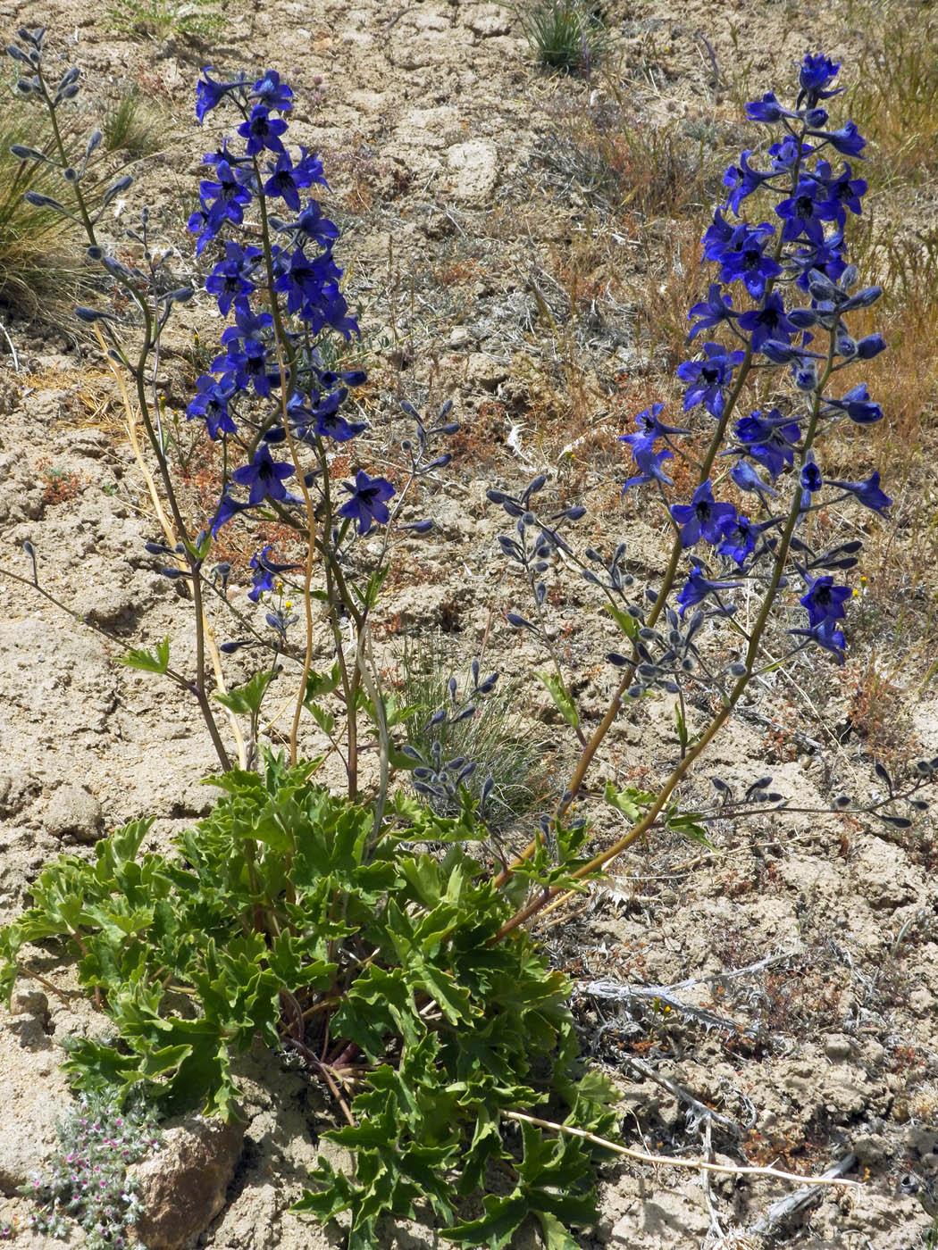 Изображение особи Delphinium brunonianum.