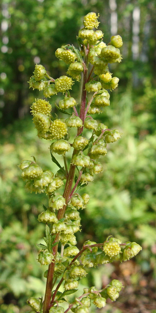 Изображение особи Artemisia maximovicziana.