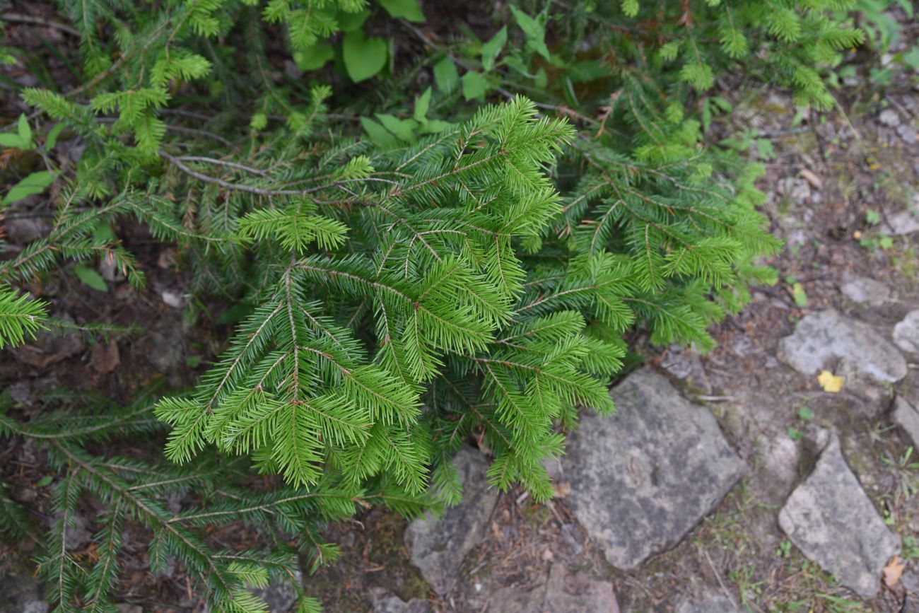 Image of Abies sibirica specimen.